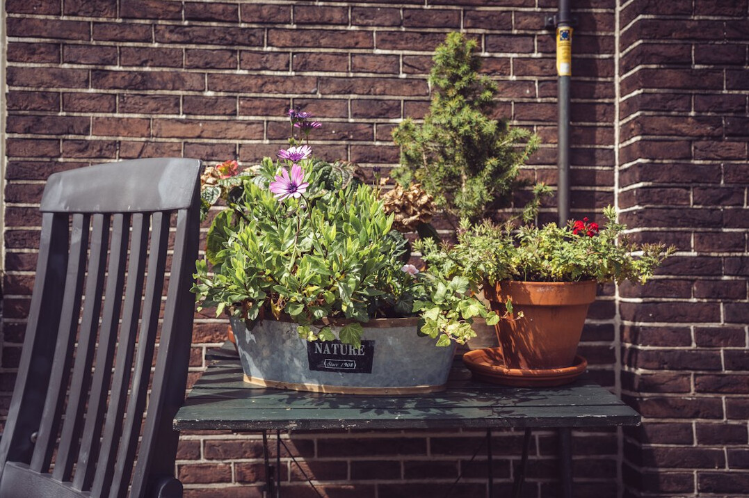 Spring seedlings in small pots and flowering plants on a sunny table