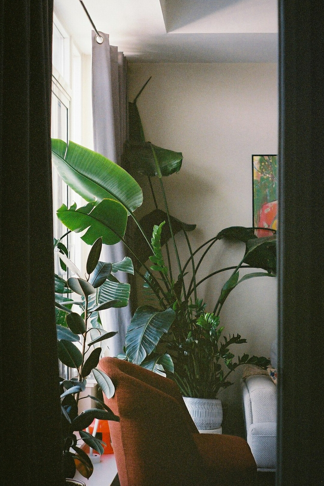 Tall rubber plant in a sunny living room next to an armchair
