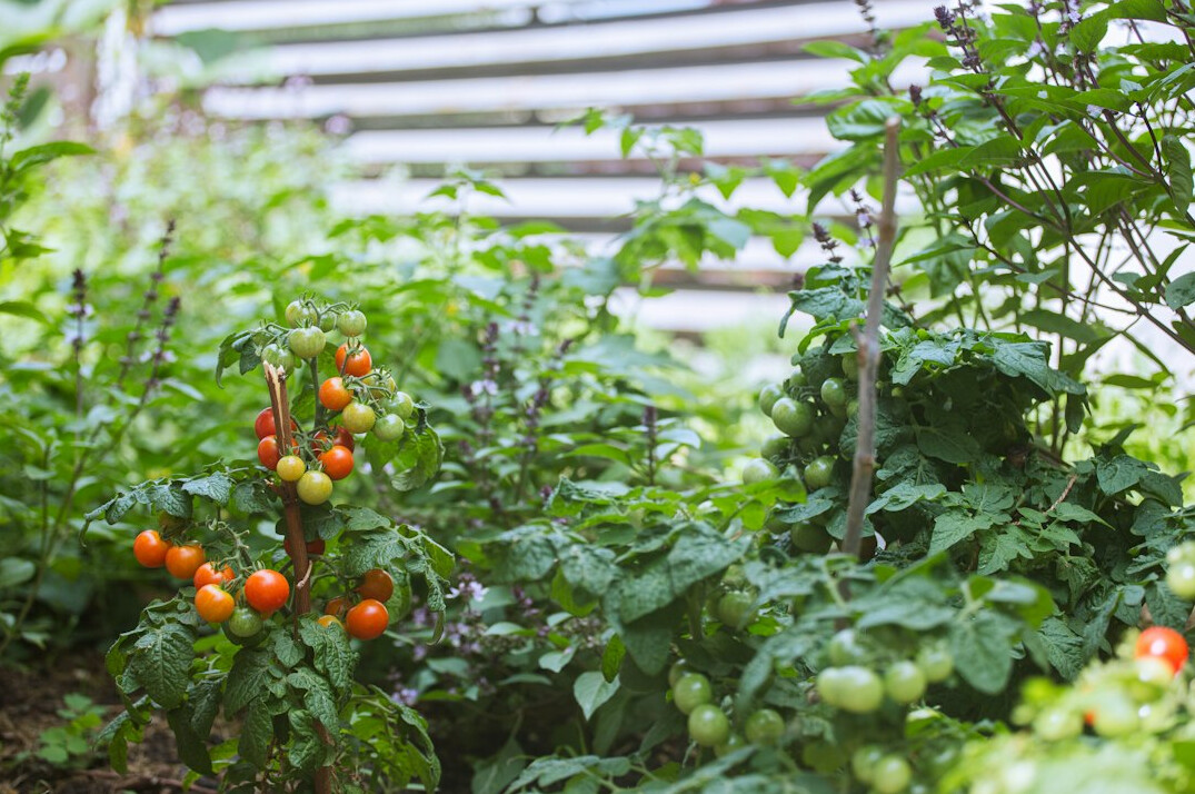 Small backyard vegetable garden with raised bed lettuce and tomatoes