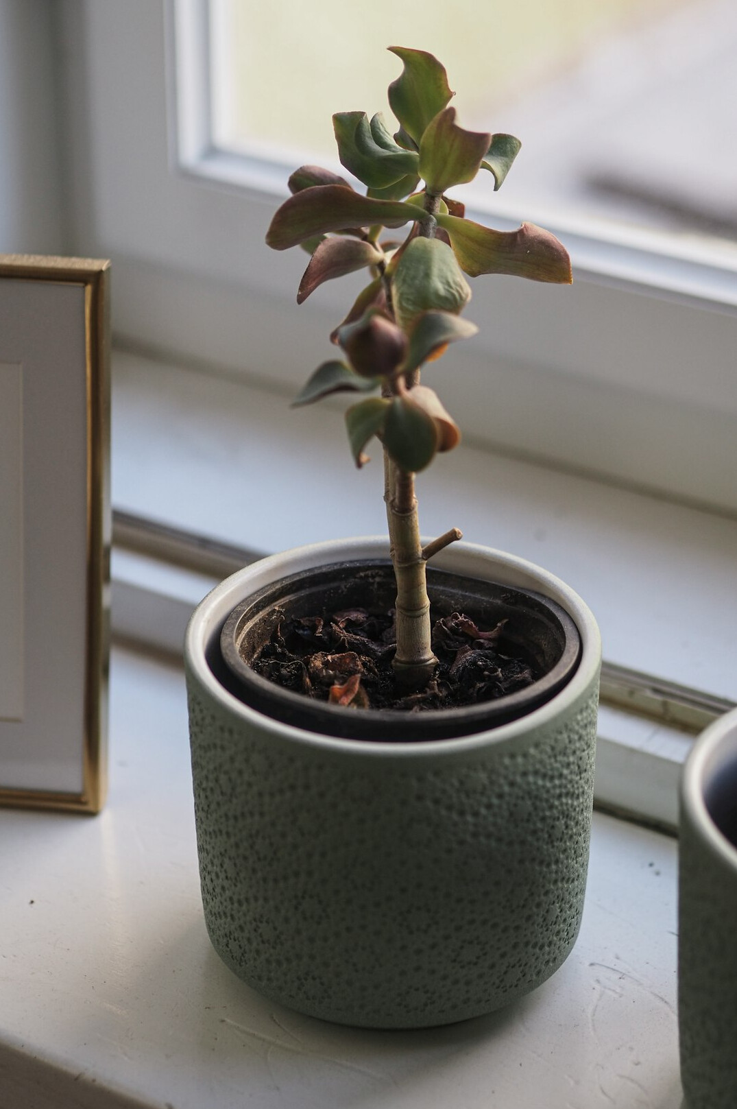 indoor plants on windowsill