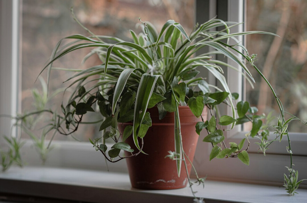 Pothos and snake plant on a windowsill in natural light