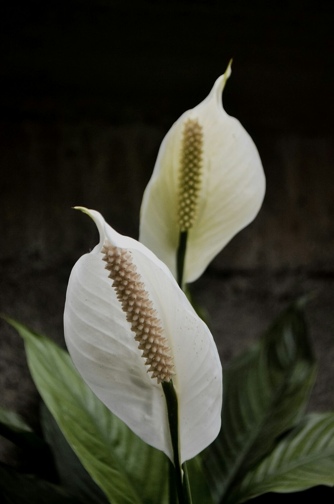 peace lily purifying air