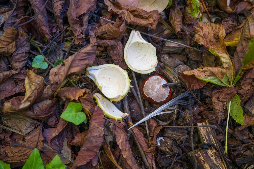 Autumn garden with fallen leaves and garlic cloves ready for planting