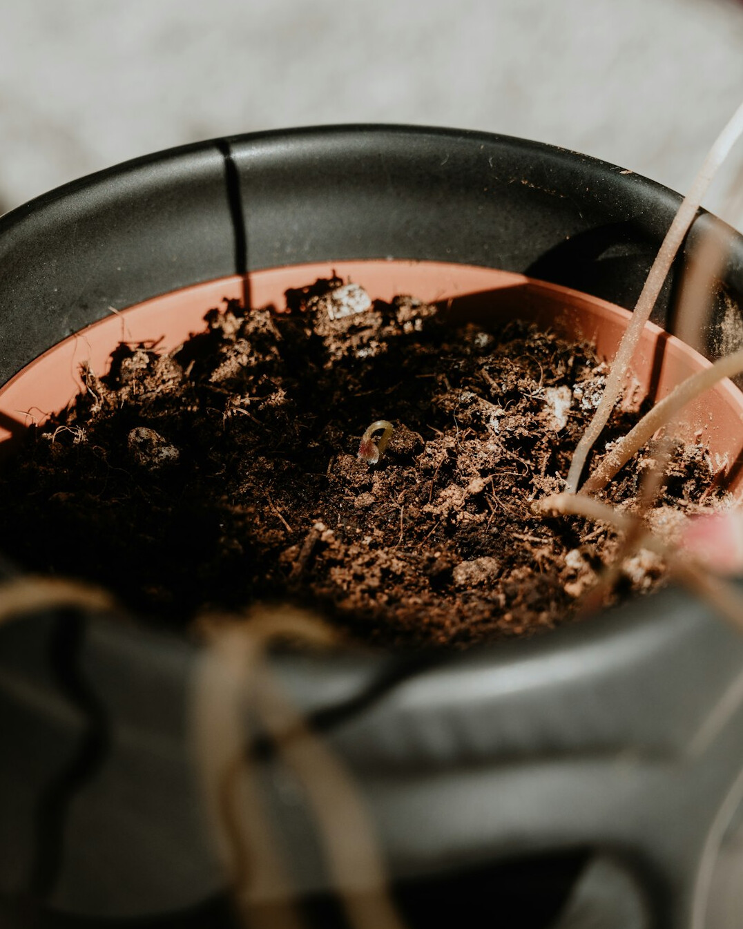 Hands filling a terracotta pot with dark potting soil