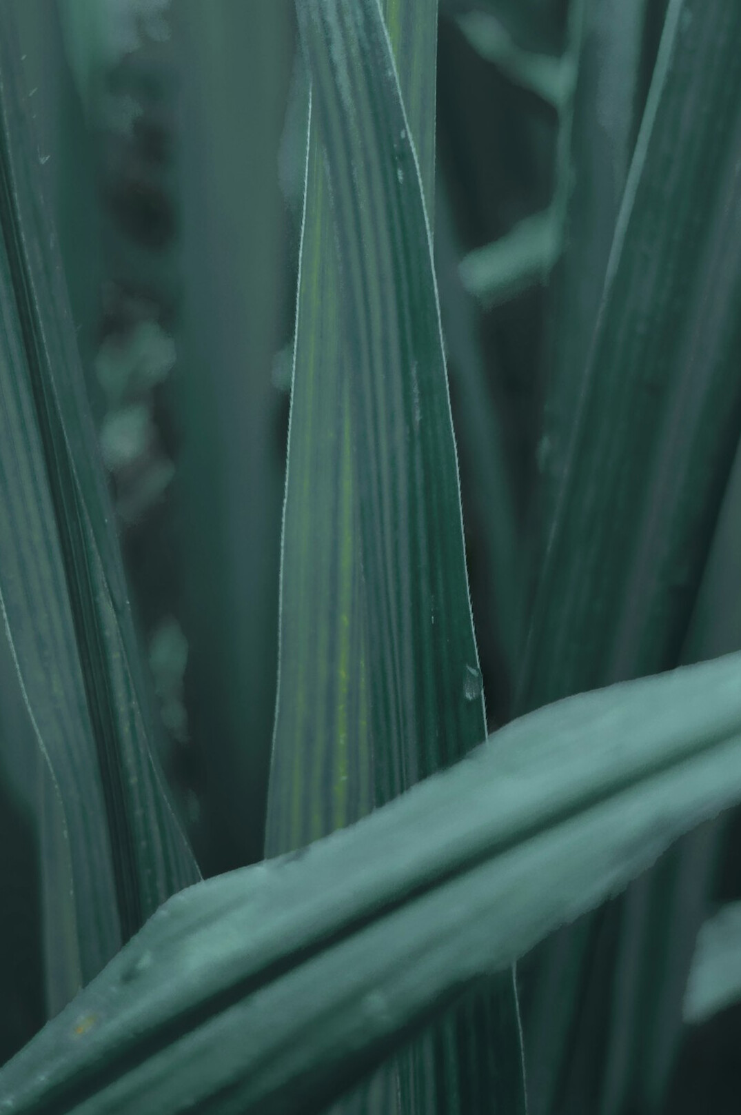 snake plant leaves close up