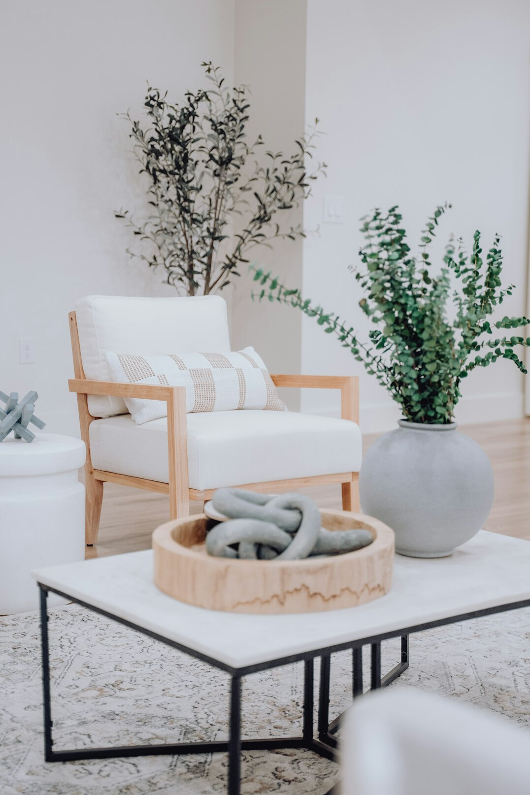 spider plant in bright room