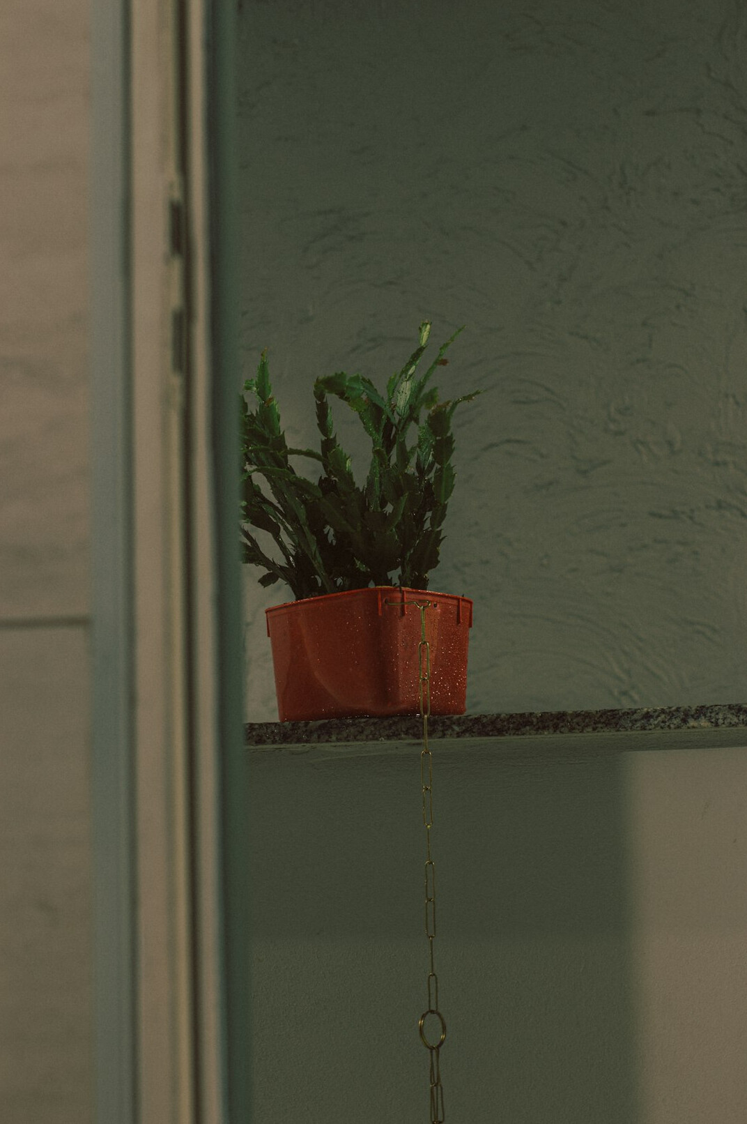 watering houseplants
