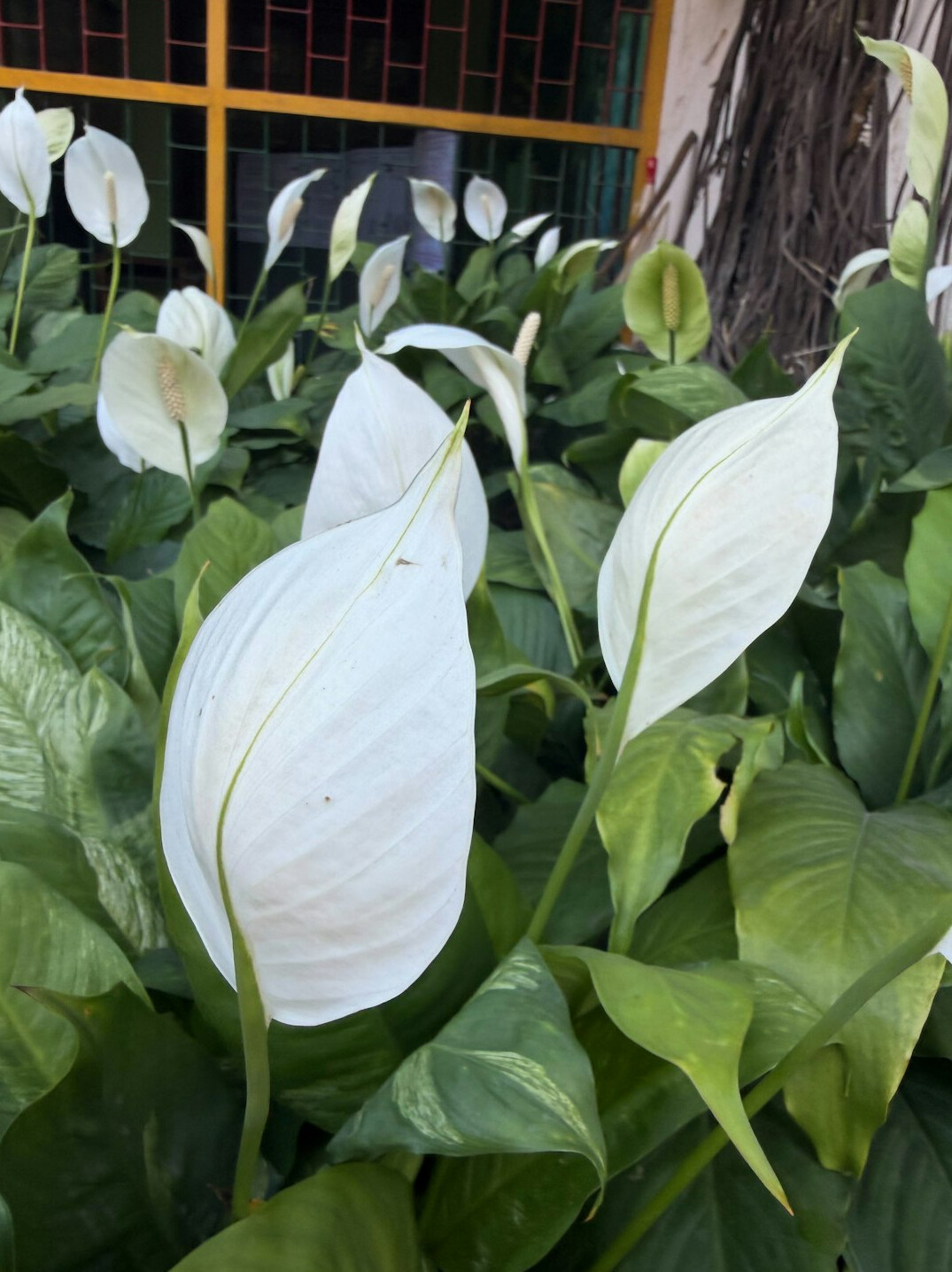 peace lily plant indoors