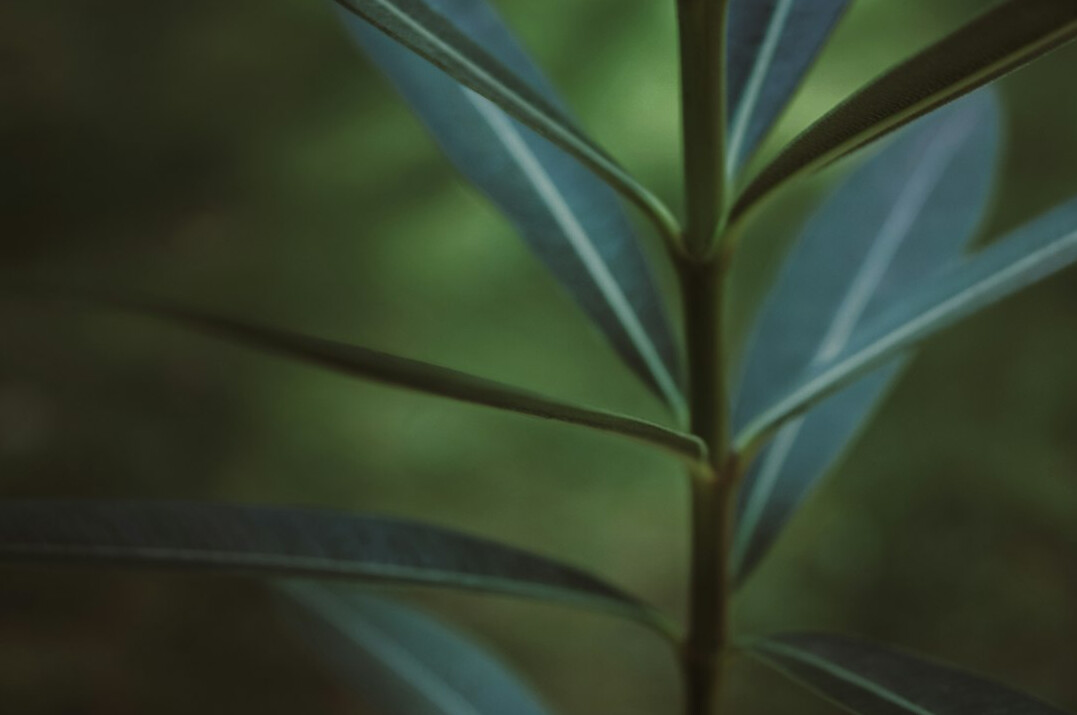 plant leaves closeup