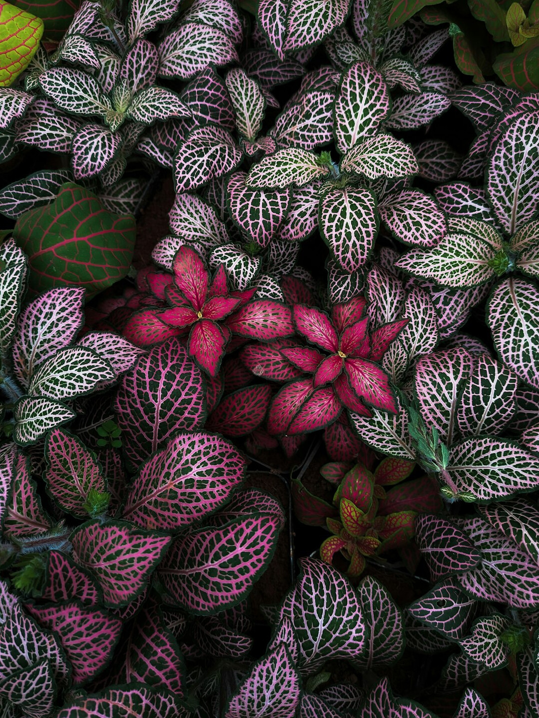 vibrant houseplants arrangement