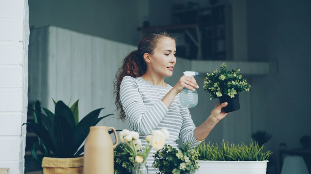 watering houseplants