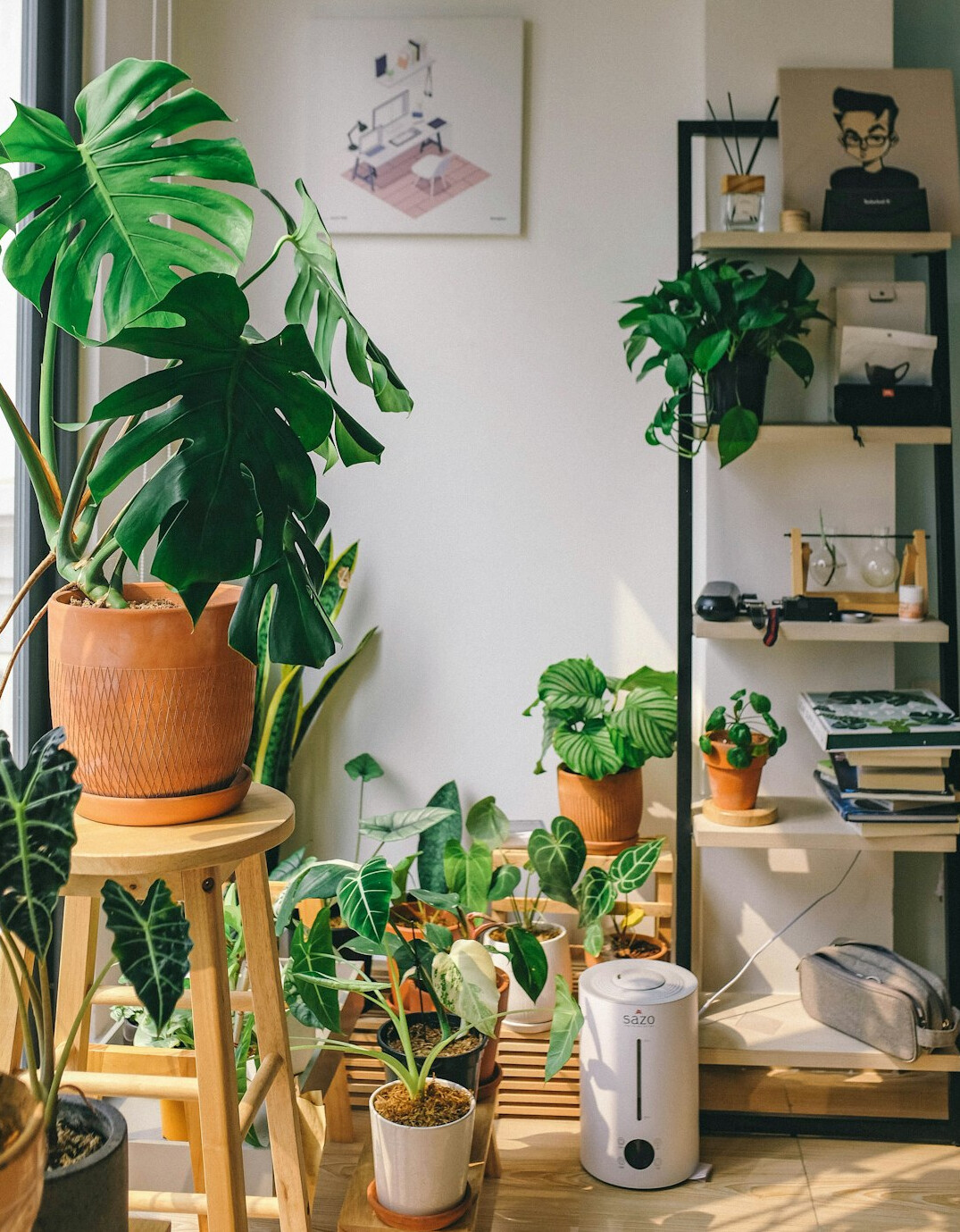 healthy indoor plants