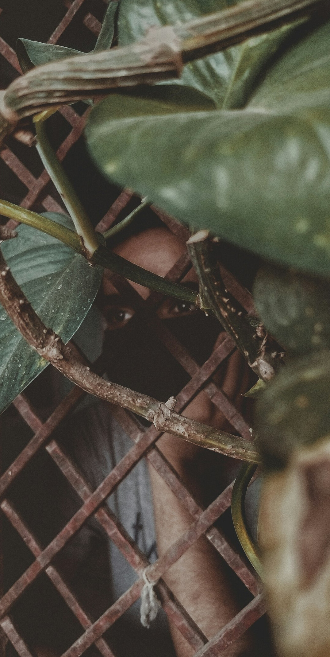 person pruning houseplant