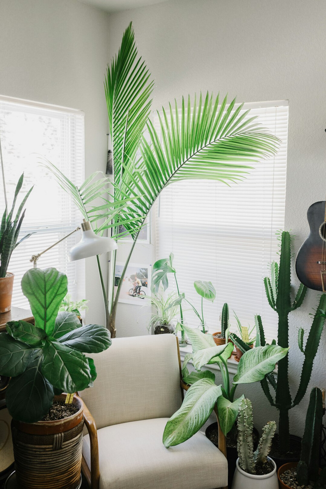 healthy indoor plants arrangement