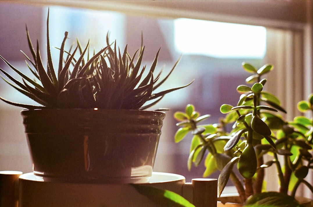 sunlight on houseplants