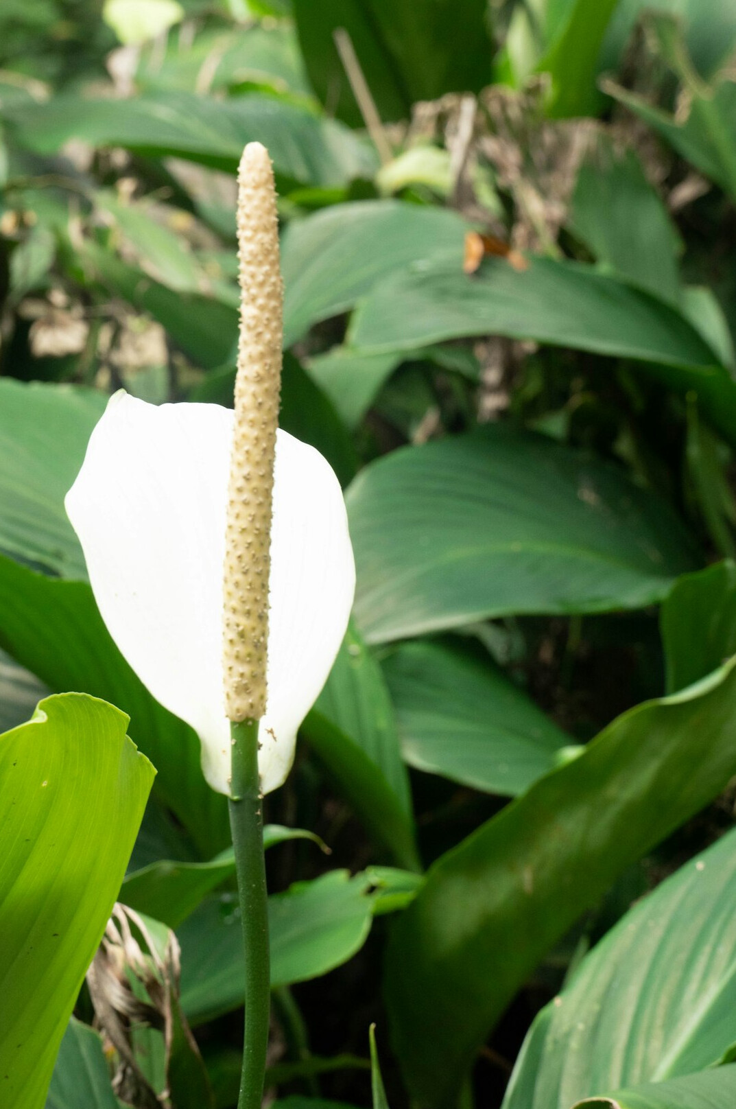 peace lily flowers