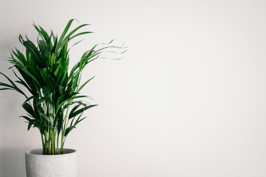 healthy indoor plants