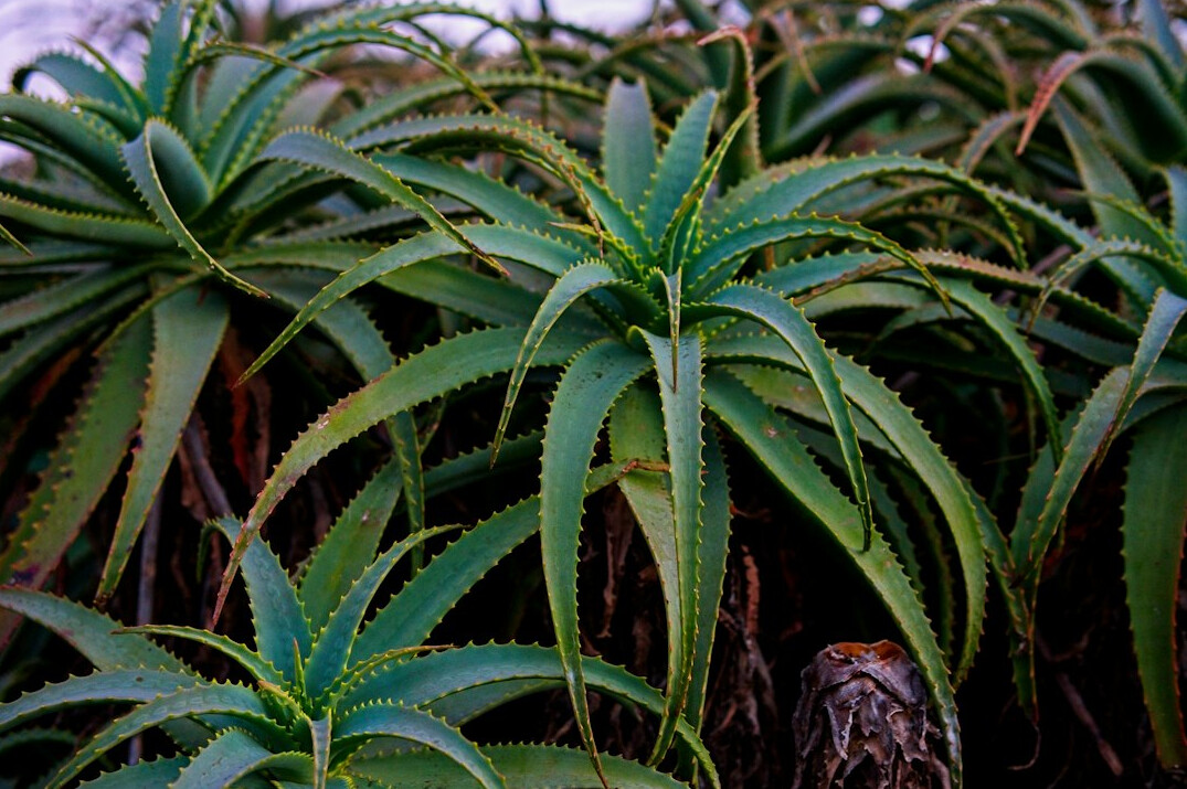 Collection of common household plants like aloe, spider plant and jade plant