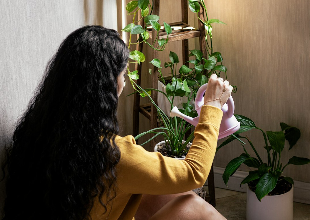 Watering can pouring water into a potted houseplant