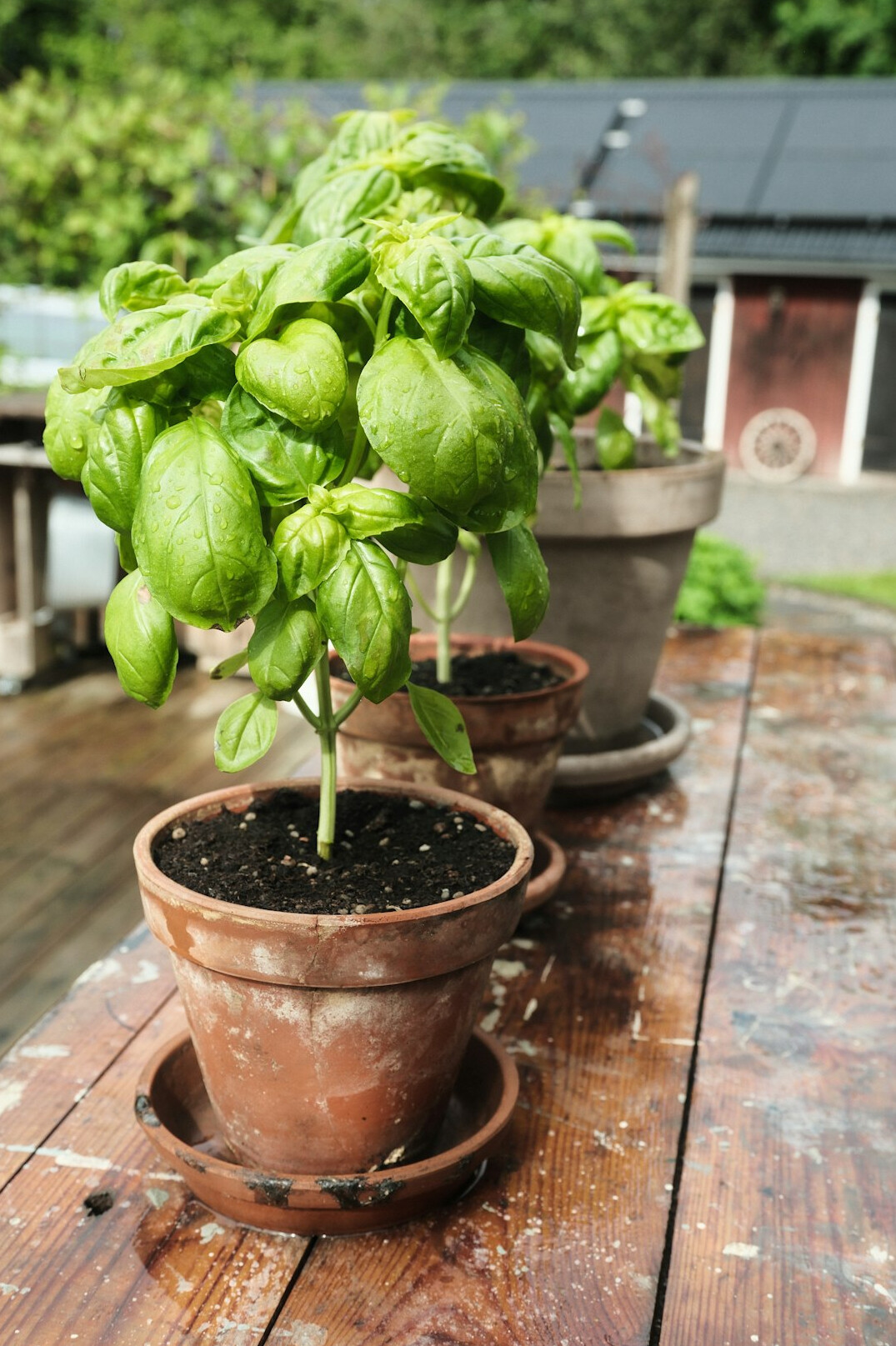 Sunny summer patio with potted tomatoes and basil