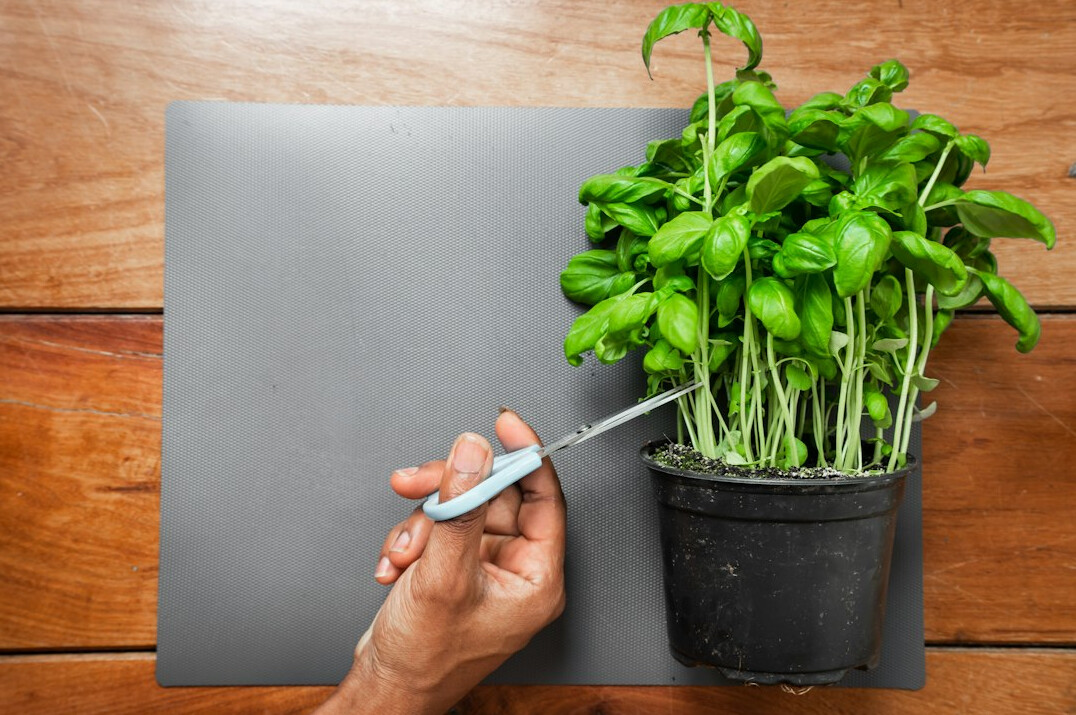 Hand writing in a plant care notebook next to a small potted plant