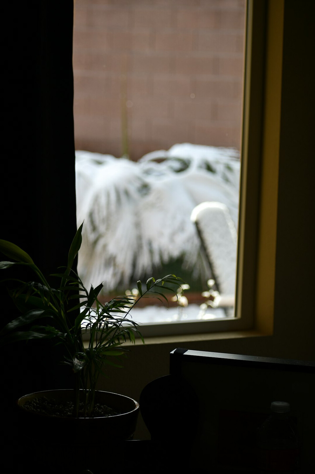 Indoor plants by a window on a cool winter day with frost outside
